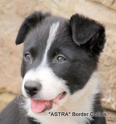 Black and white, Female, medium coated, border collie puppy